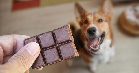 chocolade aan hond geven